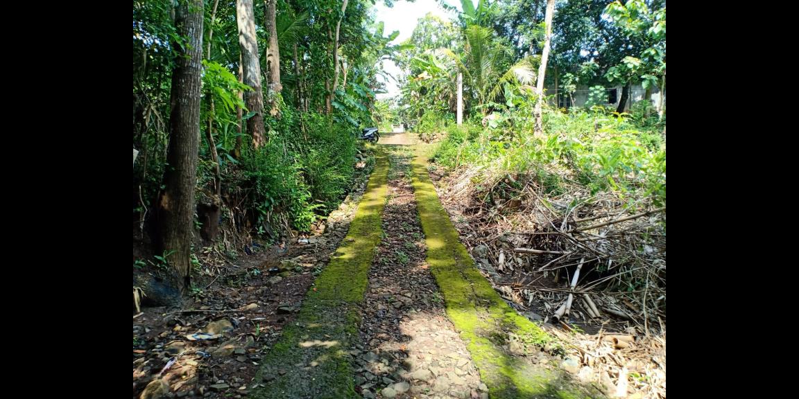 Tanah Cocok Untuk Kebun Durian Kerjo Karanganyar Tanah Cocok Untuk Kebun Durian Kerjo Karanganyar