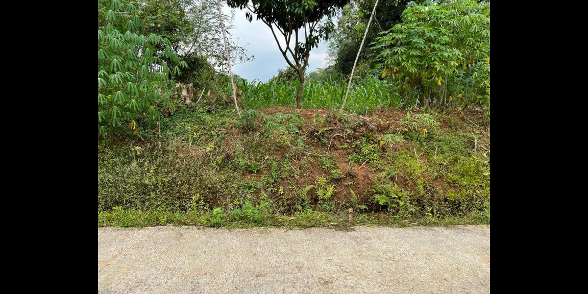 Jual Kebun Durian Datar Kerjo Karanganyar Jual Kebun Durian Datar Kerjo Karanganyar