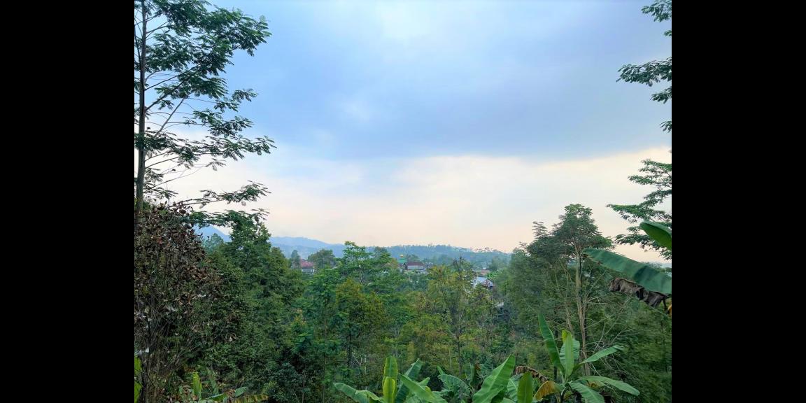 Kebun Durian 1300m2 Kemuning Ngargoyoso Karanganyar Kebun Durian 1300m2 Kemuning Ngargoyoso Karanganyar