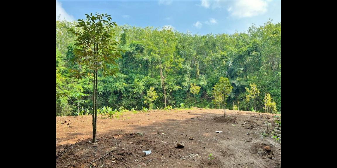 Tanah Kebun Durian 1015m² Hanya 200Jt Karanganyar Tanah Kebun Durian 1015m² Hanya 200Jt Karanganyar