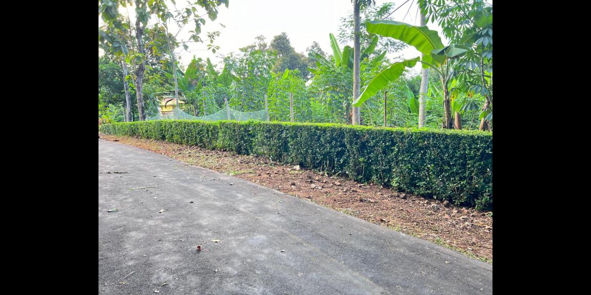 Tanah Datar Hook 2274m² Kerjo Karanganyar Tanah Datar Hook 2274m² Kerjo Karanganyar