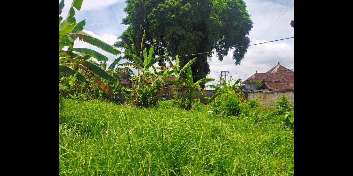 Tanah Murah di Jalan Gede Desa Daerah Mengwi Bali Tanah Murah di Jalan Gede Desa Daerah Mengwi Bali