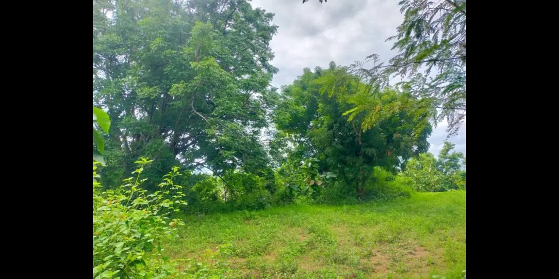 Tanah di Jalan Damai Daerah Kayu Putih Buleleng Tanah di Jalan Damai Daerah Kayu Putih Buleleng