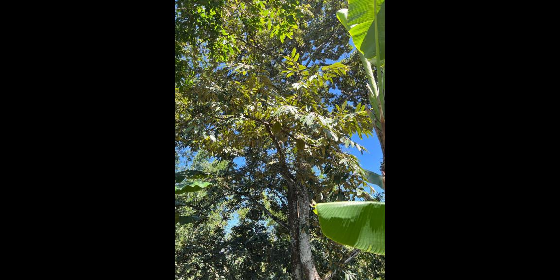 Dijual Kebun Durian Siap Panen Karanganyar Dijual Kebun Durian Siap Panen Karanganyar