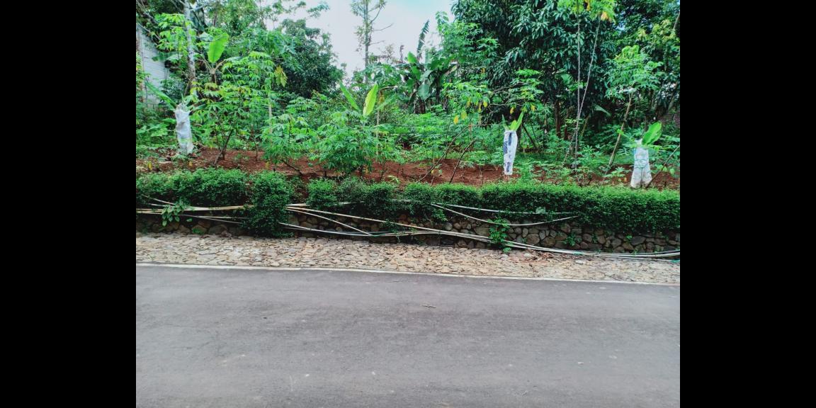 Kebun Durian Utara Pasar Mojogedang Karanganyar Kebun Durian Utara Pasar Mojogedang Karanganyar