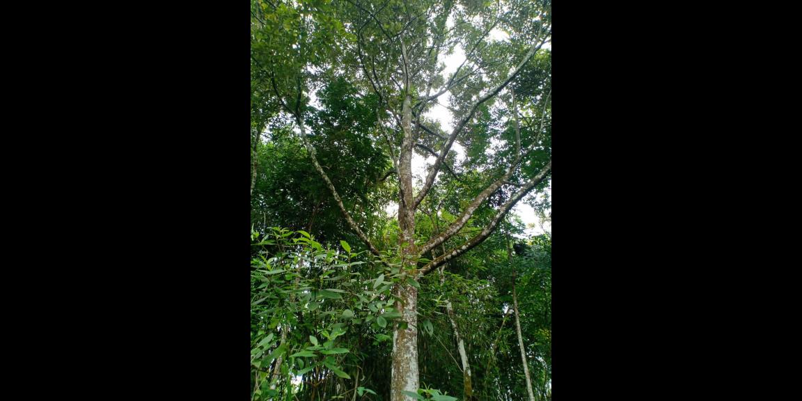 Dijual Tanah Kebun Durian 3600m² Mojogedang Karanganyar Dijual Tanah Kebun Durian 3600m² Mojogedang Karanganyar
