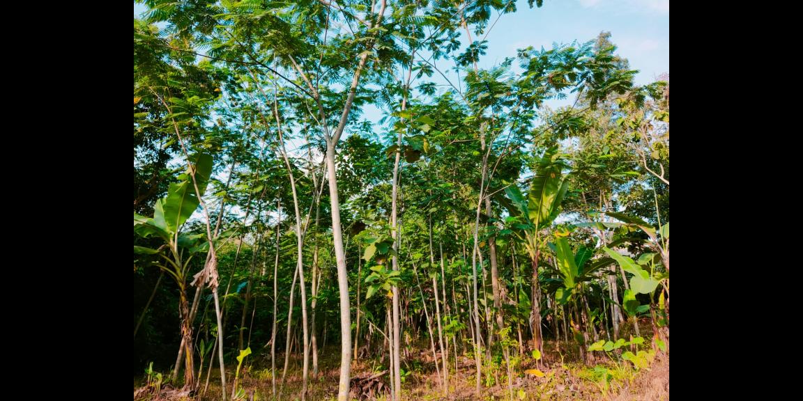 Jual Tanah di Mojogedang Karanganyar Jual Tanah di Mojogedang Karanganyar