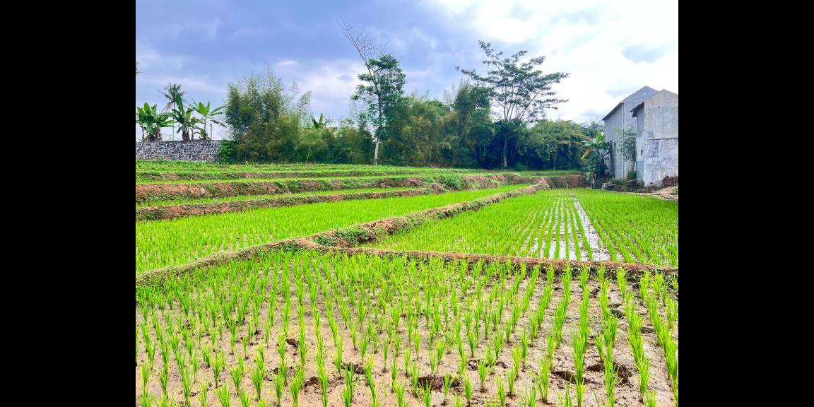 Tanah 1,2 Hektar Strategis Dekat Pasar Karangpandan Tanah 1,2 Hektar Strategis Dekat Pasar Karangpandan