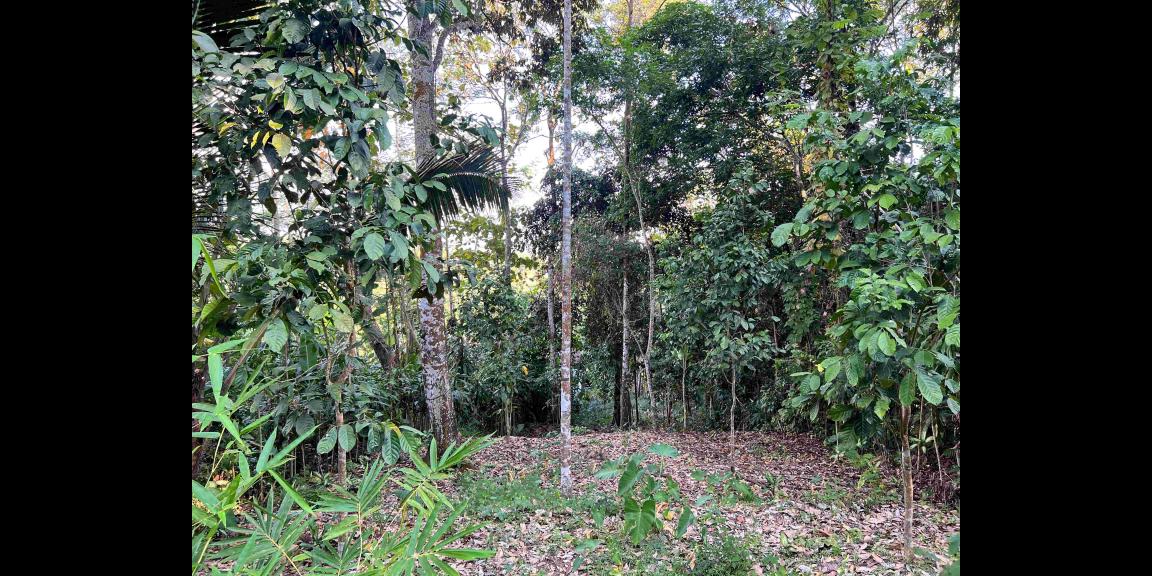 Dijual Kebun Durian Jl Karangpandan-Tawangmangu Dijual Kebun Durian Jl Karangpandan-Tawangmangu