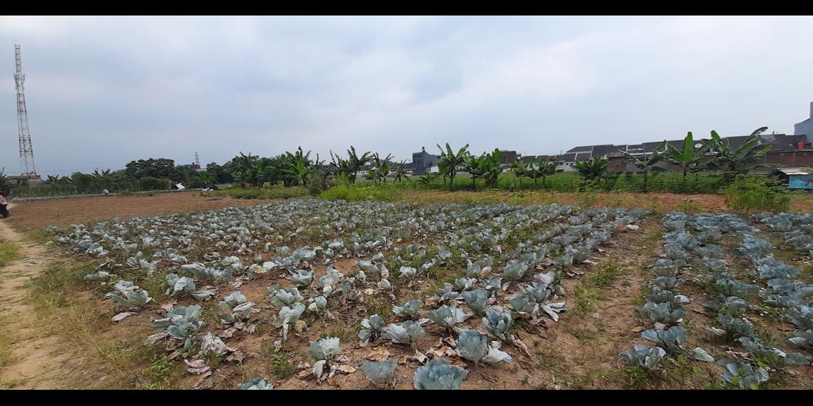 TANAH UNTUK PERUMAHAN DEKAT PODOMORO PARK BUAH BATU BANDUNG TANAH UNTUK PERUMAHAN DEKAT PODOMORO PARK BUAH BATU BANDUNG