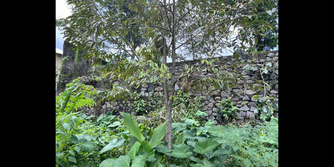 Rumah Siap Huni Bonus Kebun Durian Karanganyar  Rumah Siap Huni Bonus Kebun Durian Karanganyar