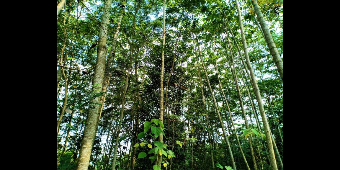 DIJUAL TANAH 150 RIBU PERMETER KECAMATAN KARANGANYAR JATENG DIJUAL TANAH 150 RIBU PERMETER KECAMATAN KARANGANYAR JATENG