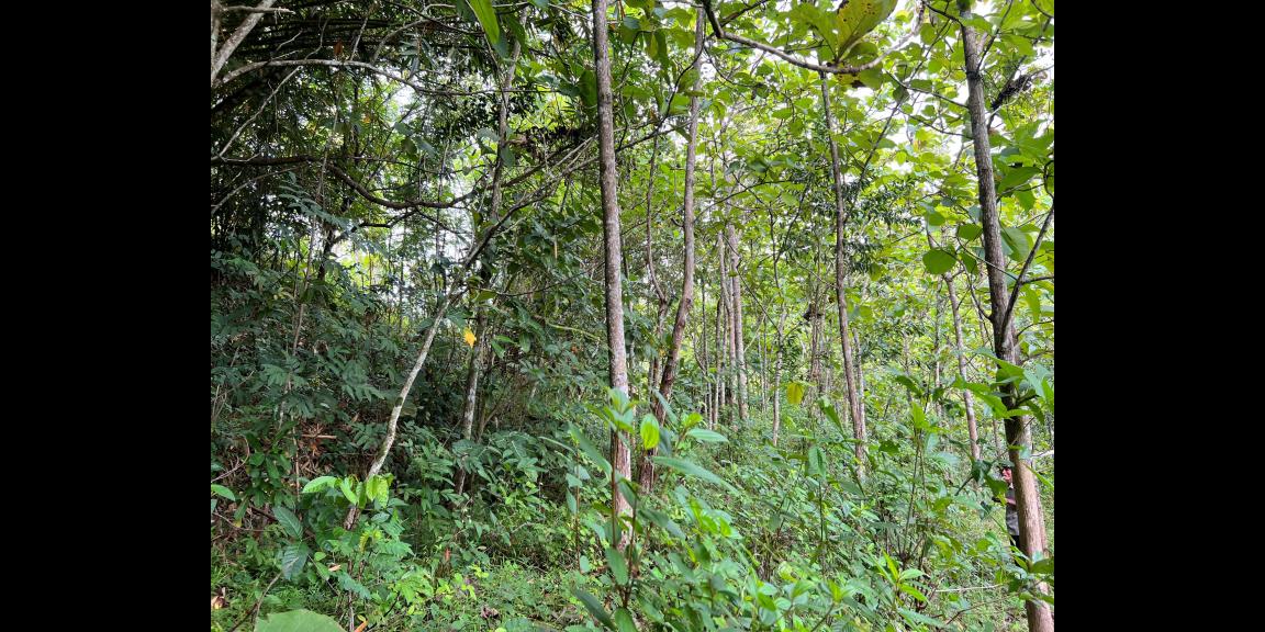 Dijual Kebun Jati 65 ribu permeter Kerjo Karanganyar Dijual Kebun Jati 65 ribu permeter Kerjo Karanganyar