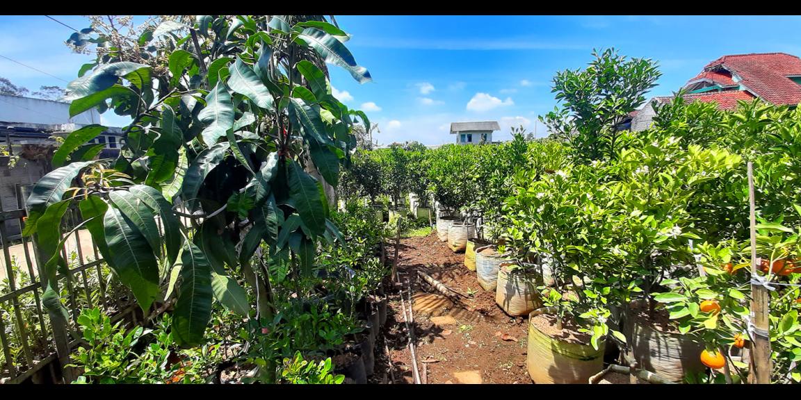 TANAH KAVLING STRAWBERRY SAYAP SERSAN BAJURI BANDUNG TANAH KAVLING STRAWBERRY SAYAP SERSAN BAJURI BANDUNG