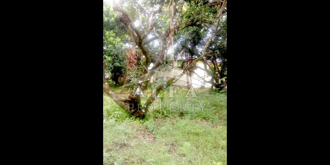 Tanah Dijual Gg. Ringin Sari Kota Pontianak Tanah Dijual Gg. Ringin Sari Kota Pontianak