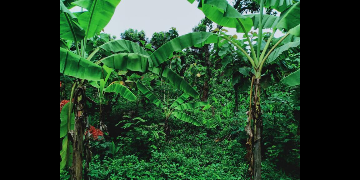 Dijual Tanah Subur di Kedawung Sragen Dijual Tanah Subur di Kedawung Sragen