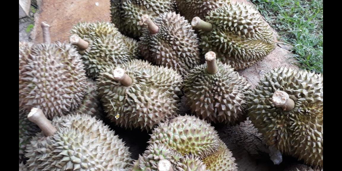 Kebun Durian Produktif 2,5 Hektar Karanganyar Kebun Durian Produktif 2,5 Hektar Karanganyar