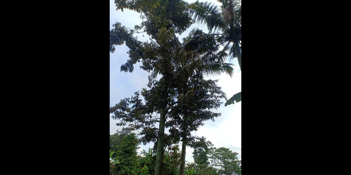 Rumah Siap Huni Karangpandan Karanganyar Rumah Siap Huni Karangpandan Karanganyar
