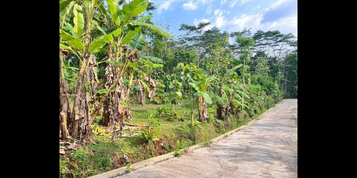 Tanah Super Datar 300rb/m 2000m Karanganyar Utara Tanah Super Datar 300rb/m 2000m Karanganyar Utara