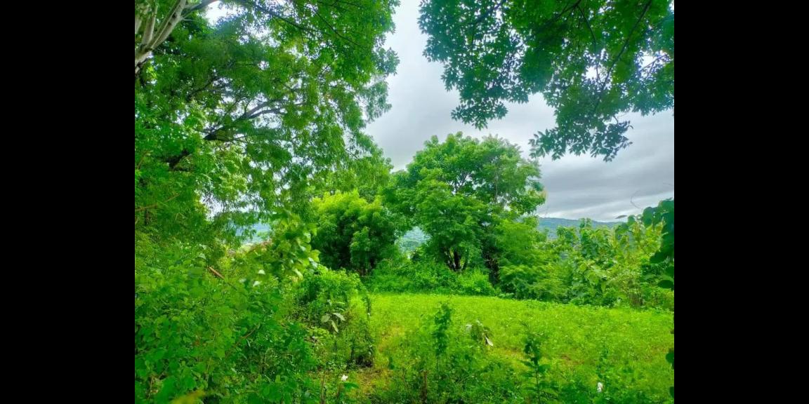 Tanah di Jalan Damai Daerah Kayu Putih Buleleng Tanah di Jalan Damai Daerah Kayu Putih Buleleng