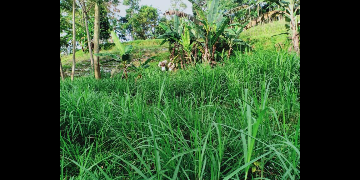 Dijual Tanah Datar Dekat Candi Sukuh Kemuning Karanganyar Dijual Tanah Datar Dekat Candi Sukuh Kemuning Karanganyar