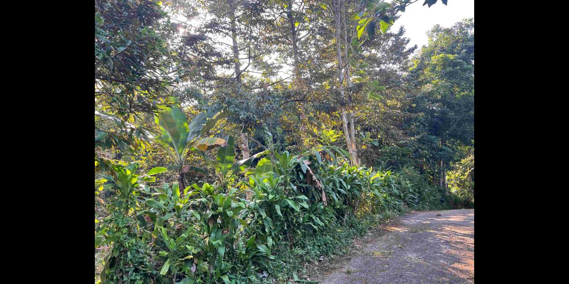 Dijual Kebun Durian Jl Karangpandan-Tawangmangu Dijual Kebun Durian Jl Karangpandan-Tawangmangu