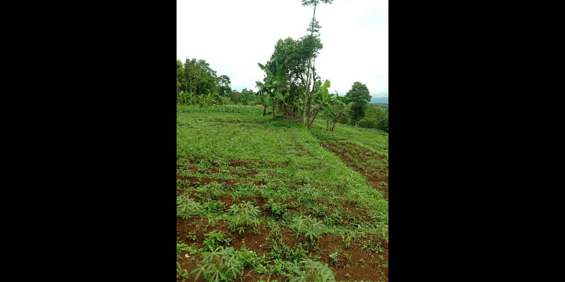 TANAH UNTUK PERUMAHAN DAN PERMUKIMAN DEKAT GT. PAMULIHAN TANJUNGSARI SUMEDANG TANAH UNTUK PERUMAHAN DAN PERMUKIMAN DEKAT GT. PAMULIHAN TANJUNGSARI SUMEDANG