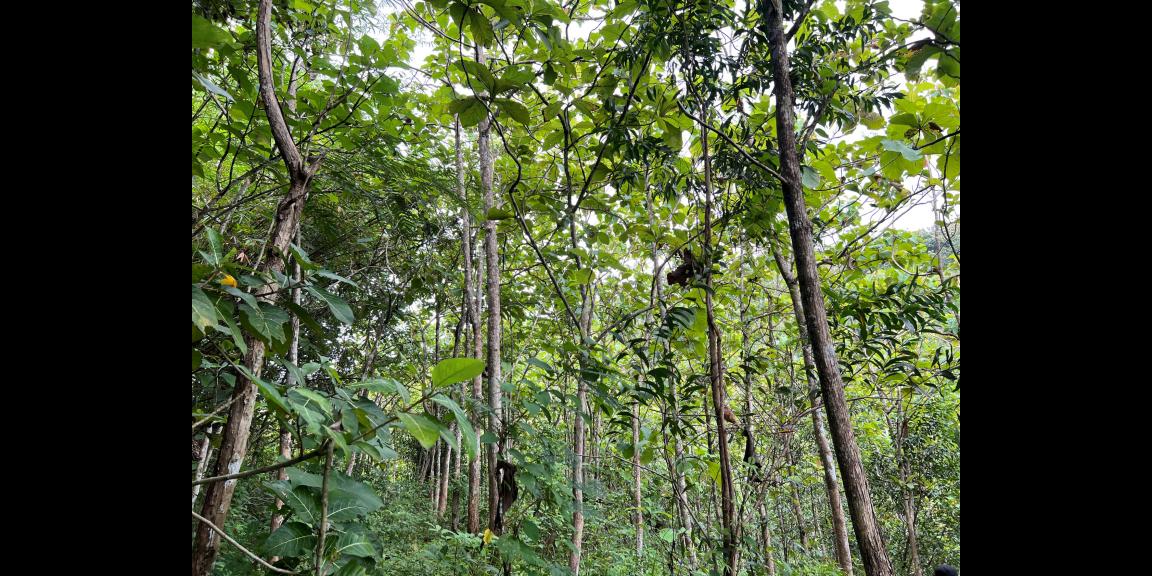 Dijual Kebun Jati 65 ribu permeter Kerjo Karanganyar Dijual Kebun Jati 65 ribu permeter Kerjo Karanganyar