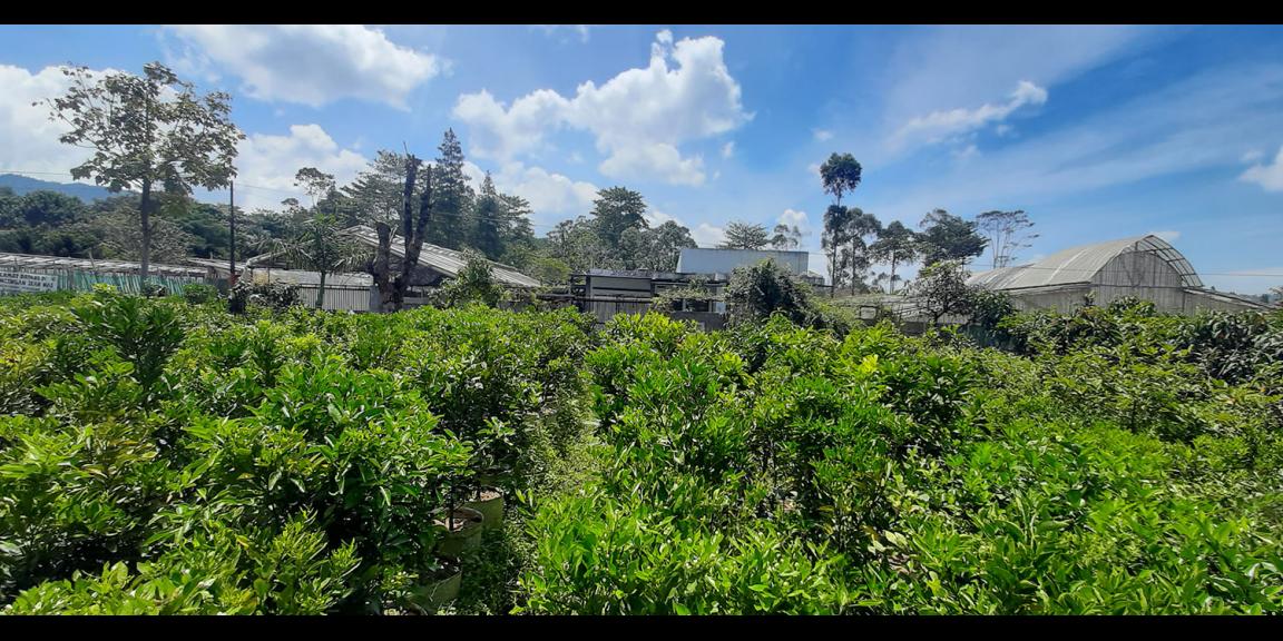 TANAH KAVLING STRAWBERRY SAYAP SERSAN BAJURI BANDUNG TANAH KAVLING STRAWBERRY SAYAP SERSAN BAJURI BANDUNG