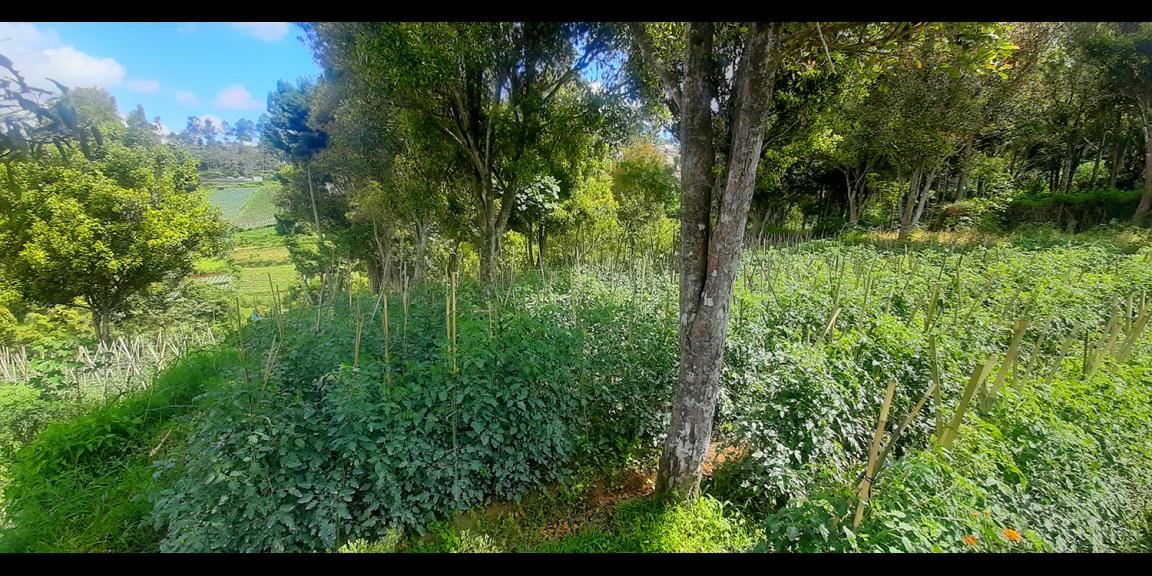 TANAH HUNIAN DAN KOMERSIL DI CIUMBULEUIT BANDUNG TANAH HUNIAN DAN KOMERSIL DI CIUMBULEUIT BANDUNG