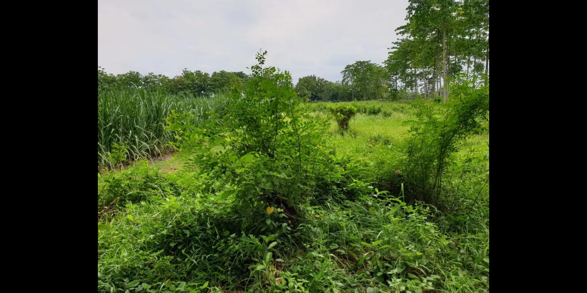 Tanah Luas Siap Bangun Lokasi 0 Jalan Raya Nasional Mojokerto Tanah Luas Siap Bangun Lokasi 0 Jalan Raya Nasional Mojokerto