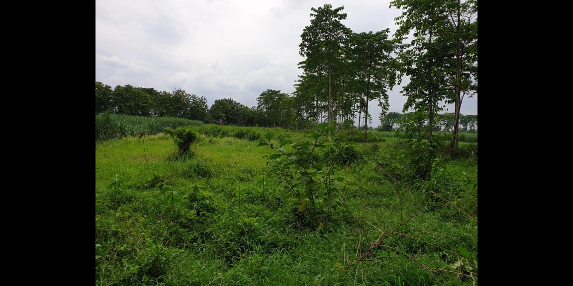 Tanah Luas Siap Bangun Lokasi 0 Jalan Raya Nasional Mojokerto Tanah Luas Siap Bangun Lokasi 0 Jalan Raya Nasional Mojokerto
