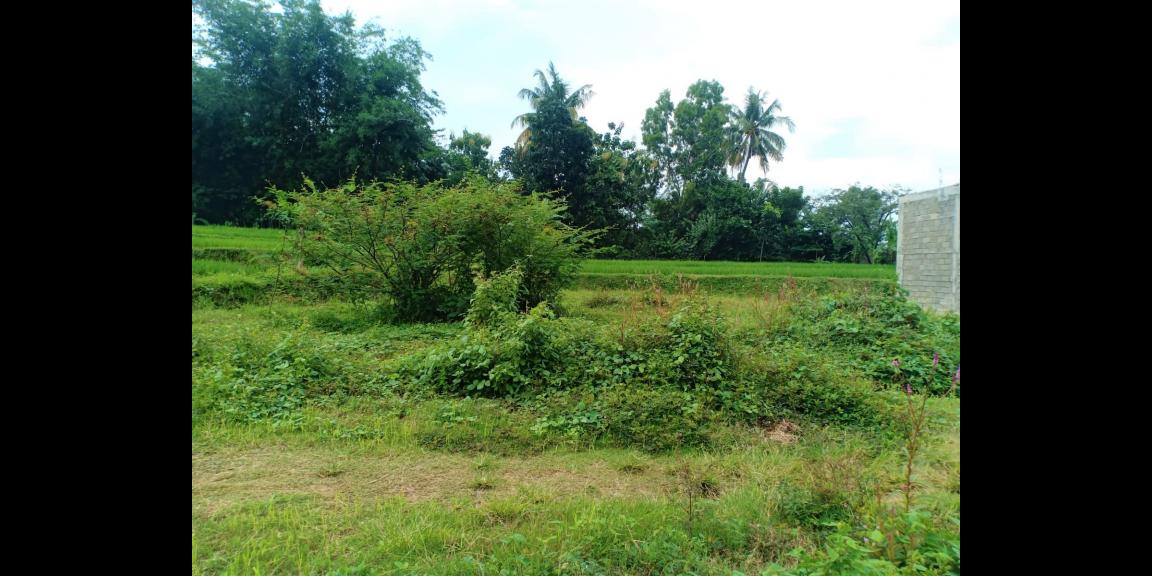 Jual Tanah 125 Juta Siap Dibangun Kerjo Karanganyar Jual Tanah 125 Juta Siap Dibangun Kerjo Karanganyar