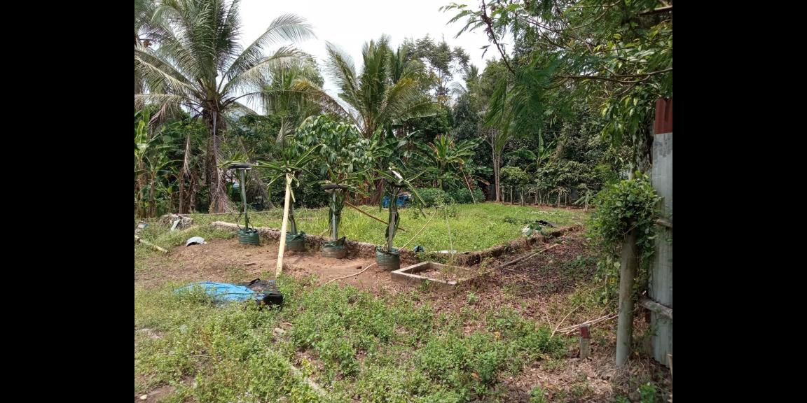 DIJUAL LAHAN KEBUN HOLTIKULTURA BUAH NAGA & TIN LINGKAR SELATAN, CILEGON DIJUAL LAHAN KEBUN HOLTIKULTURA BUAH NAGA & TIN LINGKAR SELATAN, CILEGON
