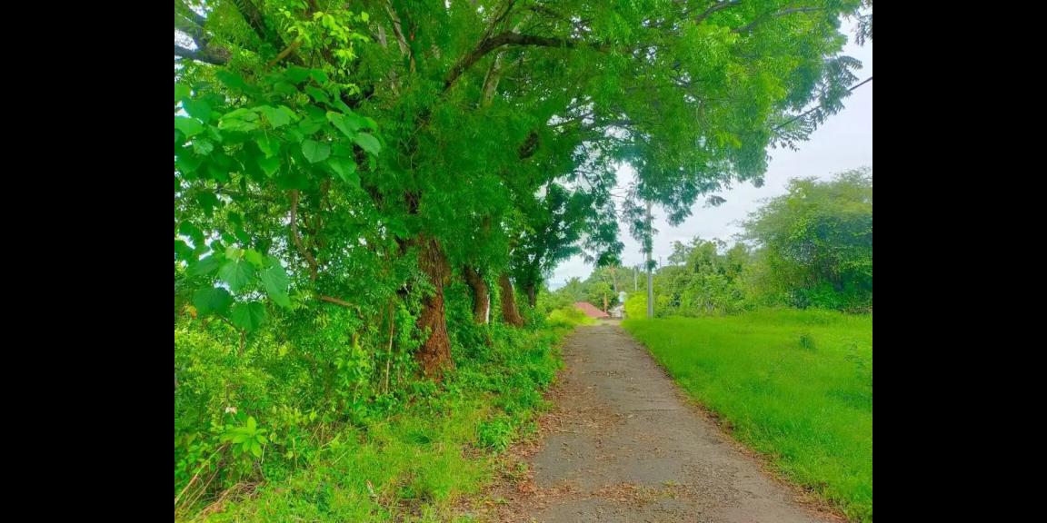 Tanah di Jalan Damai Daerah Kayu Putih Buleleng Tanah di Jalan Damai Daerah Kayu Putih Buleleng