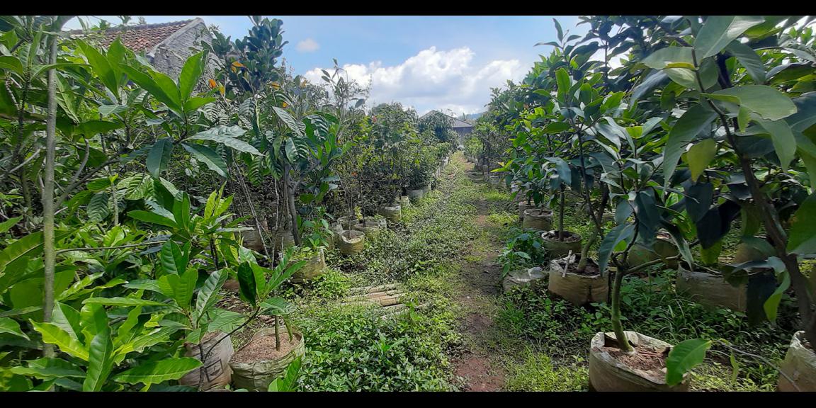 TANAH KAVLING STRAWBERRY SAYAP SERSAN BAJURI BANDUNG TANAH KAVLING STRAWBERRY SAYAP SERSAN BAJURI BANDUNG