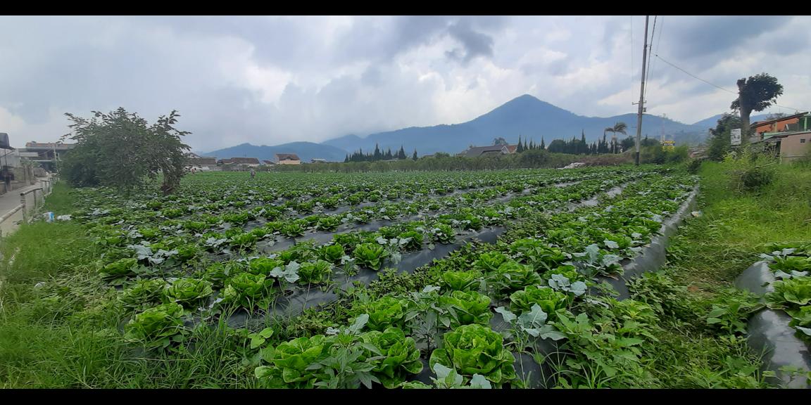 TANAH DI KAWASAN LEMBANG BANDUNG TANAH DI KAWASAN LEMBANG BANDUNG