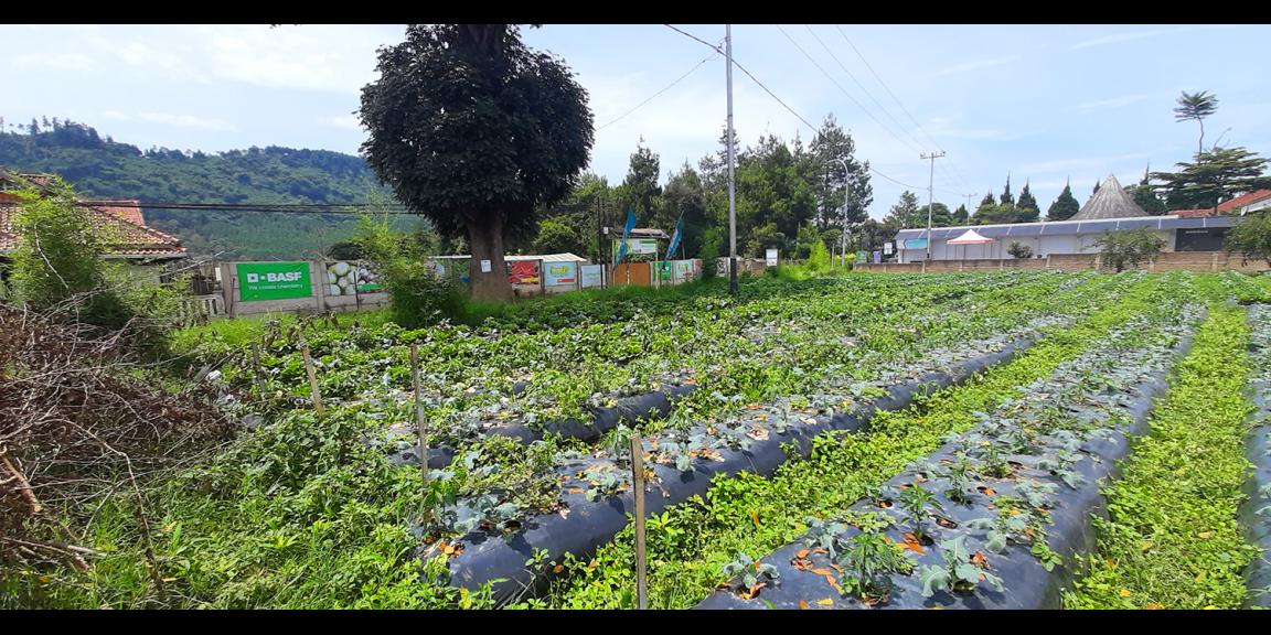 TANAH DI KAWASAN LEMBANG BANDUNG TANAH DI KAWASAN LEMBANG BANDUNG