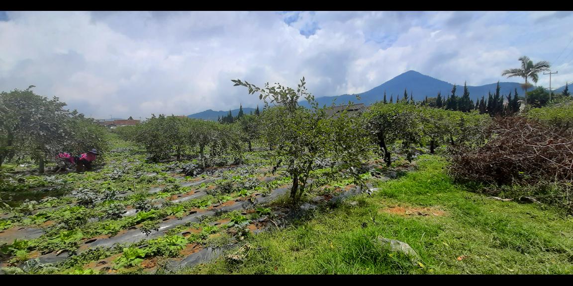 TANAH DI KAWASAN LEMBANG BANDUNG TANAH DI KAWASAN LEMBANG BANDUNG