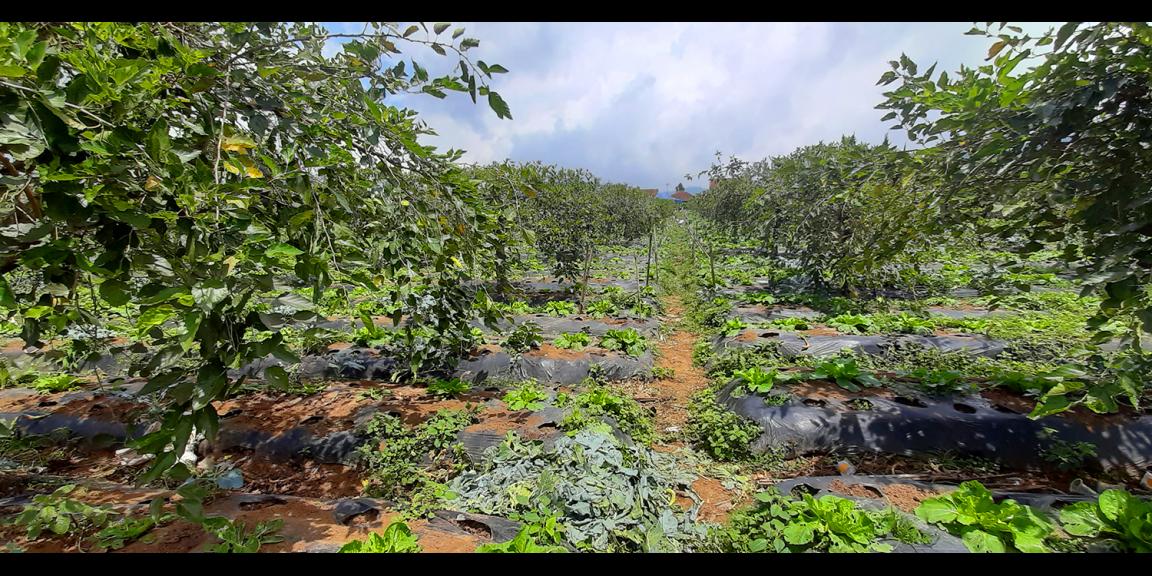 TANAH DI KAWASAN LEMBANG BANDUNG TANAH DI KAWASAN LEMBANG BANDUNG