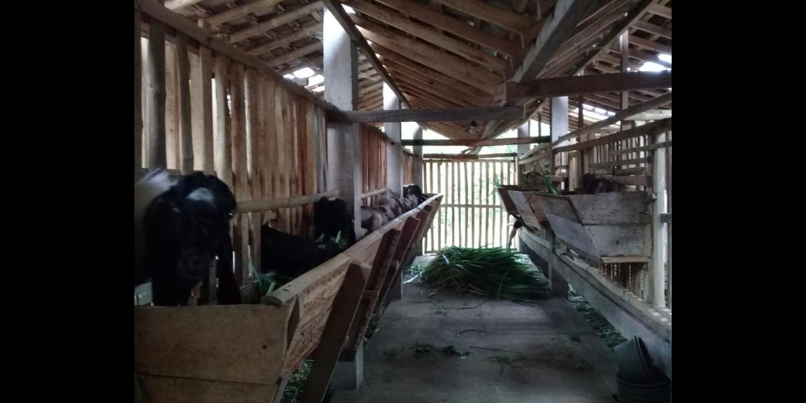 Lahan peternakan lengkap dgn kandang sapi, kambing, ayam, kolam, kebun Lahan peternakan lengkap dgn kandang sapi, kambing, ayam, kolam, kebun