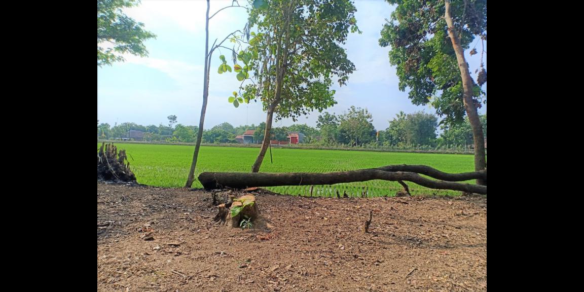 Tanah Datar View Sawah 494m Kedawung Sragen Tanah Datar View Sawah 494m Kedawung Sragen
