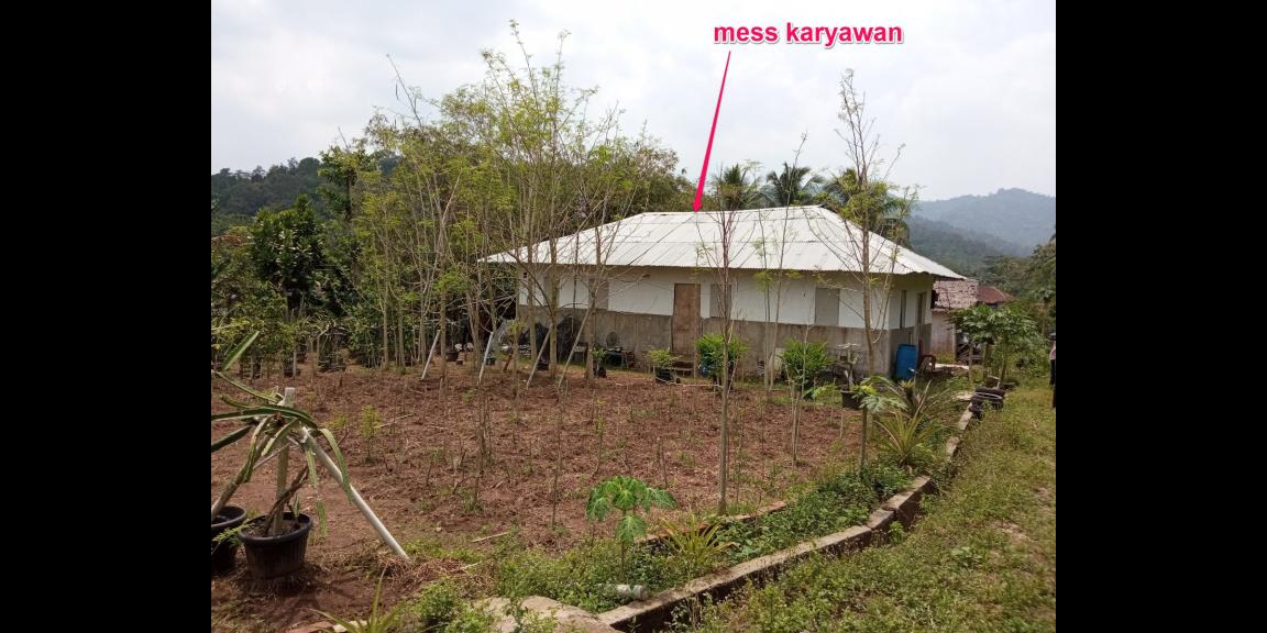 DIJUAL LAHAN KEBUN HOLTIKULTURA BUAH NAGA & TIN LINGKAR SELATAN, CILEGON DIJUAL LAHAN KEBUN HOLTIKULTURA BUAH NAGA & TIN LINGKAR SELATAN, CILEGON