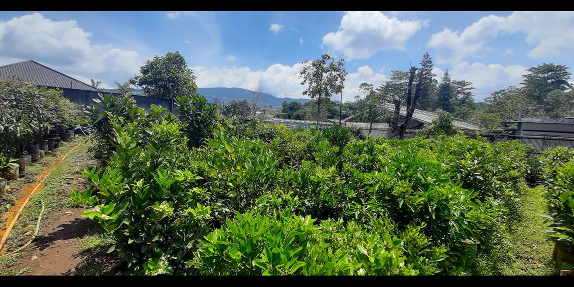 TANAH KAVLING STRAWBERRY SAYAP SERSAN BAJURI BANDUNG TANAH KAVLING STRAWBERRY SAYAP SERSAN BAJURI BANDUNG