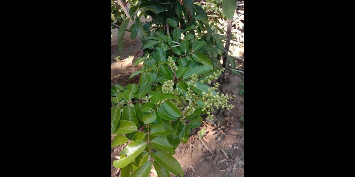 Lahan peternakan lengkap dgn kandang sapi, kambing, ayam, kolam, kebun Lahan peternakan lengkap dgn kandang sapi, kambing, ayam, kolam, kebun