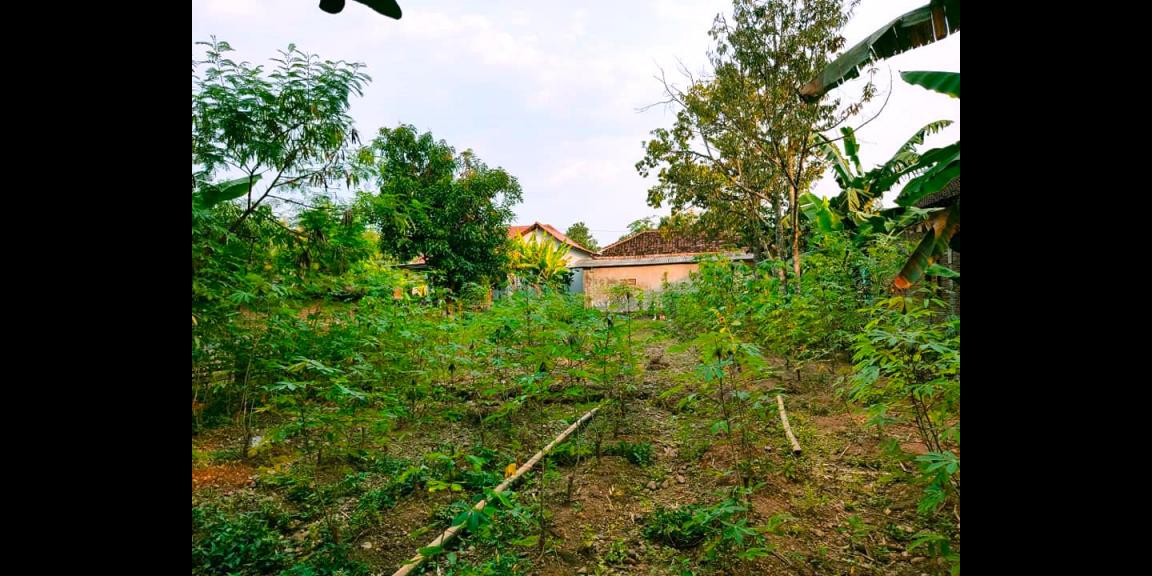 Tanah 418m² Dekat Pasar Batujamus Kedawung Sragen Tanah 418m² Dekat Pasar Batujamus Kedawung Sragen