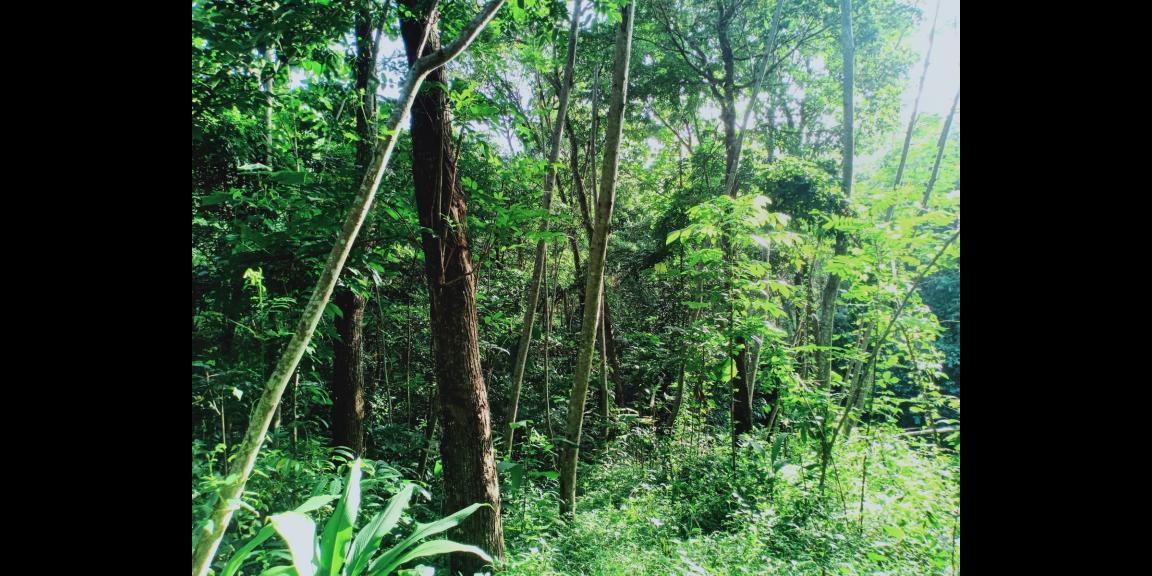 Jual Cepat Tanah 1183m² Karanganyar Jual Cepat Tanah 1183m² Karanganyar