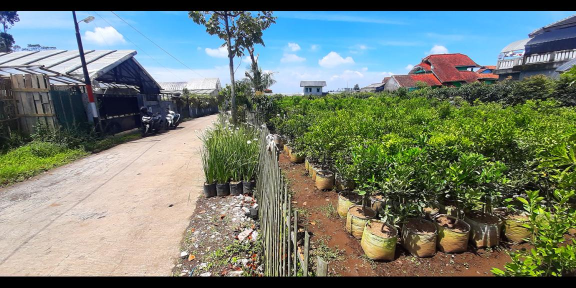 TANAH KAVLING STRAWBERRY SAYAP SERSAN BAJURI BANDUNG TANAH KAVLING STRAWBERRY SAYAP SERSAN BAJURI BANDUNG
