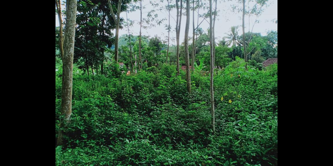 Dijual Tanah di Karangpandan Karanganyar Dijual Tanah di Karangpandan Karanganyar