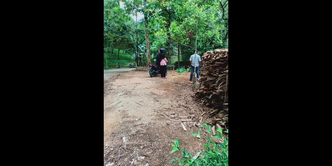 Kebun Durian Siap Panen Kerjo Karanganyar Kebun Durian Siap Panen Kerjo Karanganyar